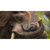 Zoo Tycoon (LT+3.0/16537) (X-BOX 360)